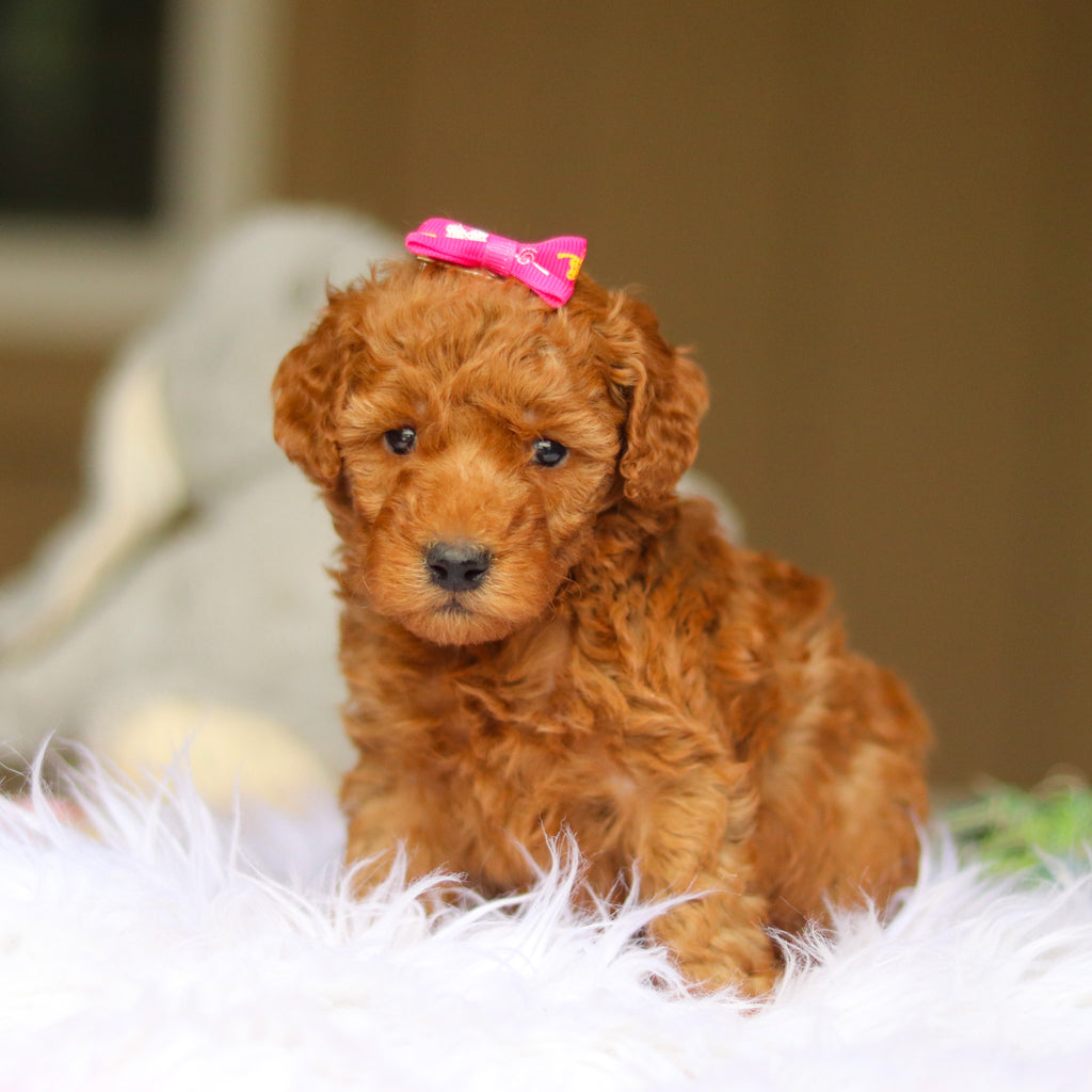 Nellie - Available 6/5