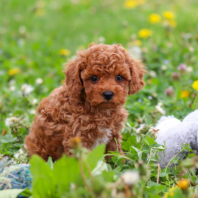 Dreamy - Available 4/30