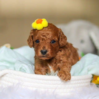 Dreamy - Available 4/30