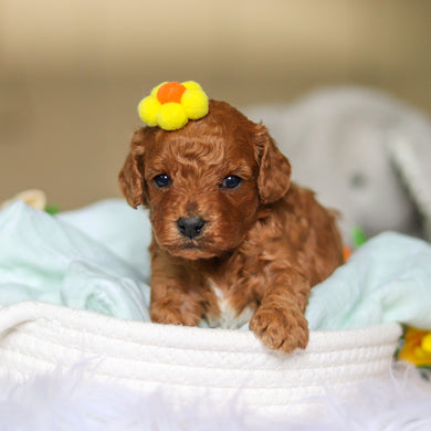 Dreamy - Available 4/30