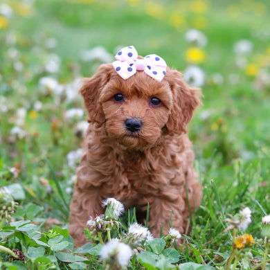 Donna - Available 4/30