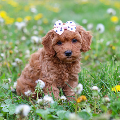 Donna - Available 4/30