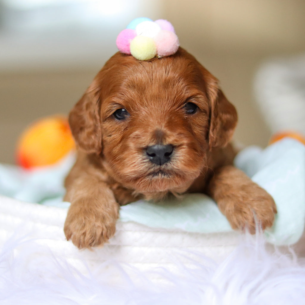 Donna - Available 4/30