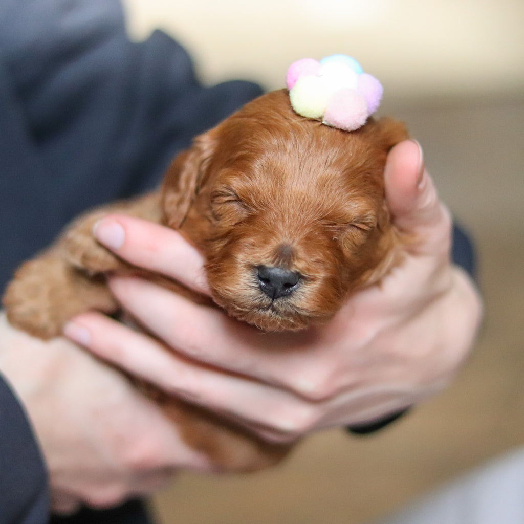 Donna - Available 4/30