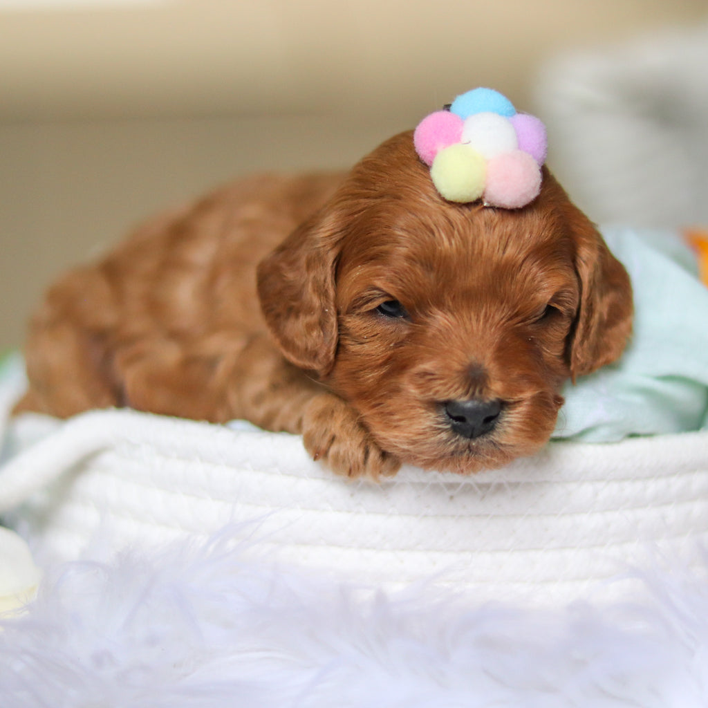 Donna - Available 4/30