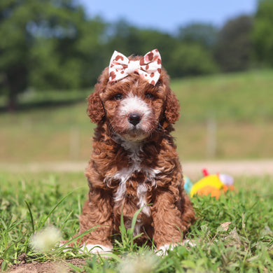 Jilly - Available 7/23