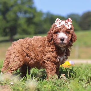 Jilly - Available 7/23