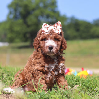 Jilly - Available 7/23