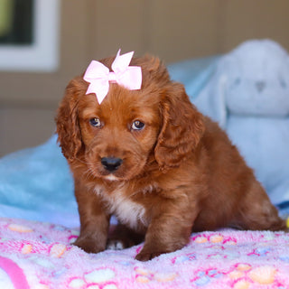 Kylie - Available Now