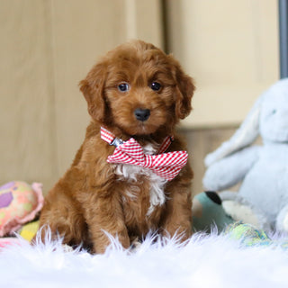 Posey - Available 4/16