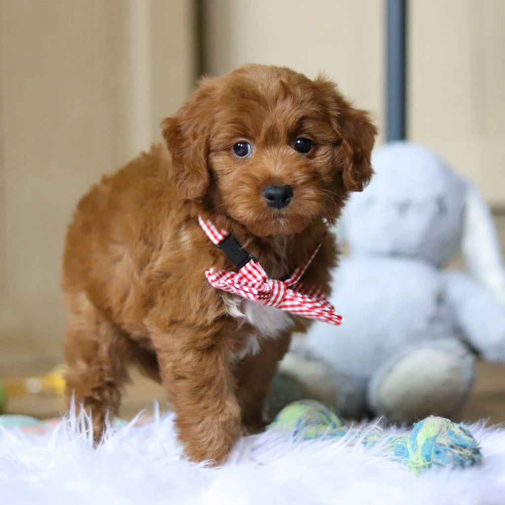 Posey - Available 4/16