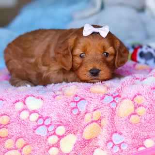 Posey - Available 4/16