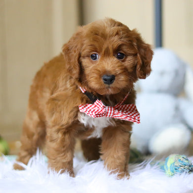 Posey - Available 4/16