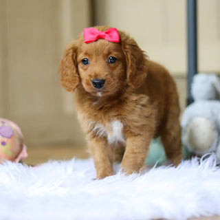 Phoenix - Available Now