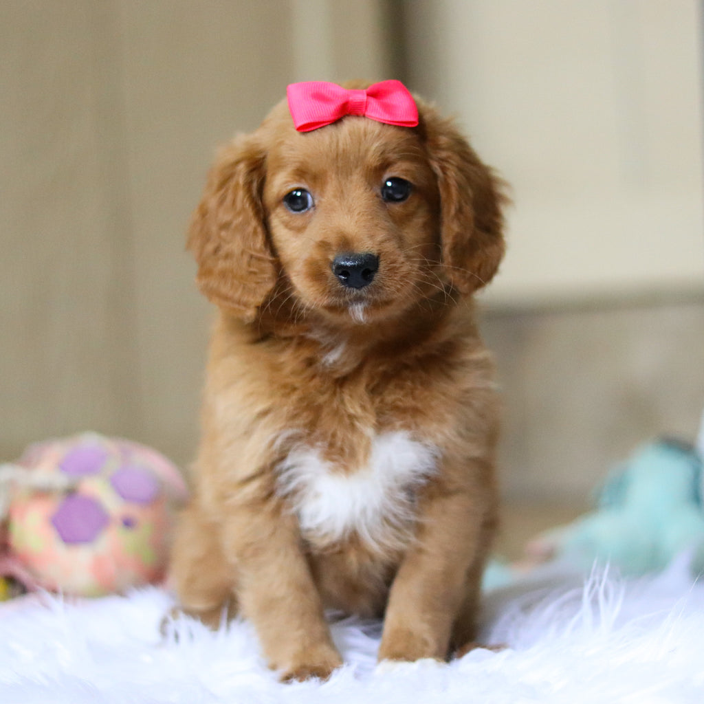 Phoenix - Available Now