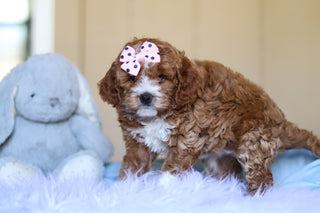 Eliza - Available Now