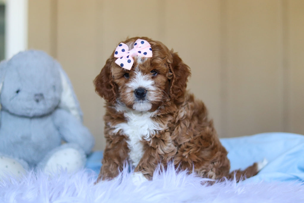 Eliza - Available Now