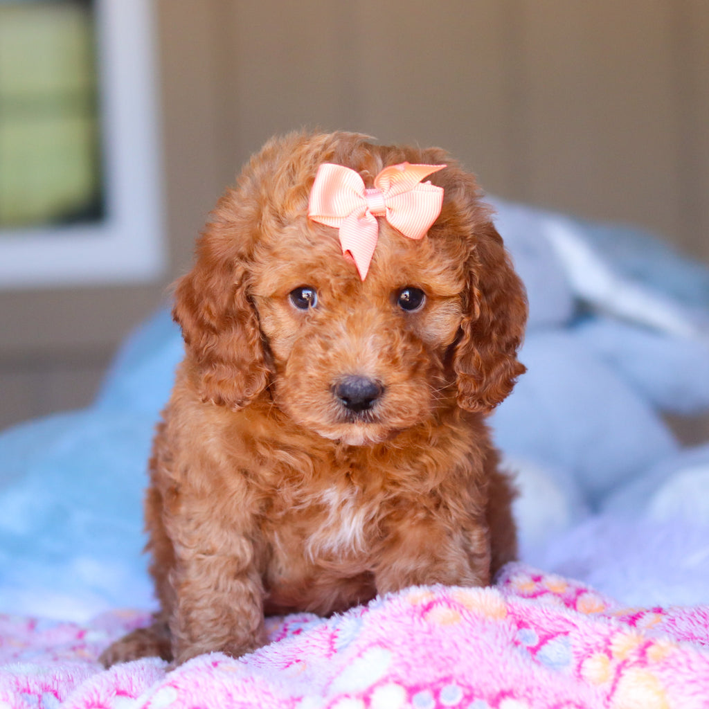 Kali - Available 3/26