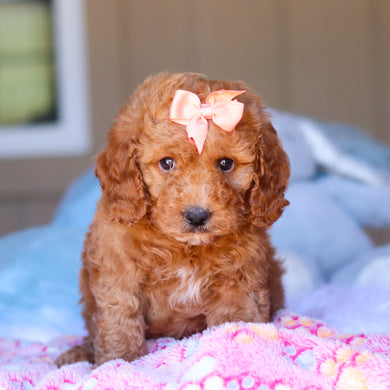 Kali - Available 3/26