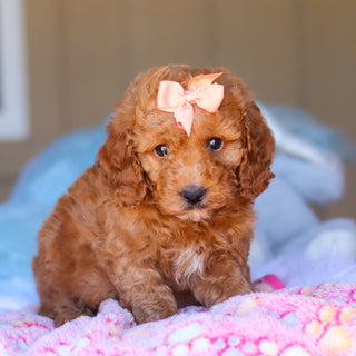 Kali - Available 3/26