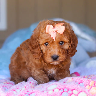 Kali - Available 3/26