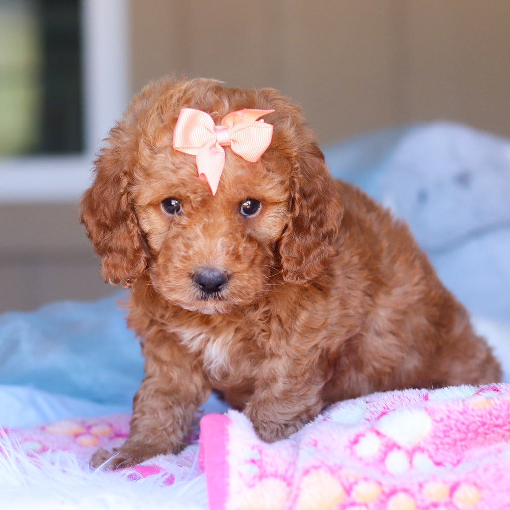 Kali - Available 3/26