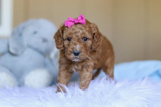 Kali - Available 3/26