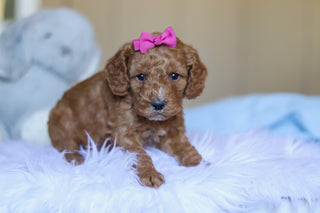 Kali - Available 3/26