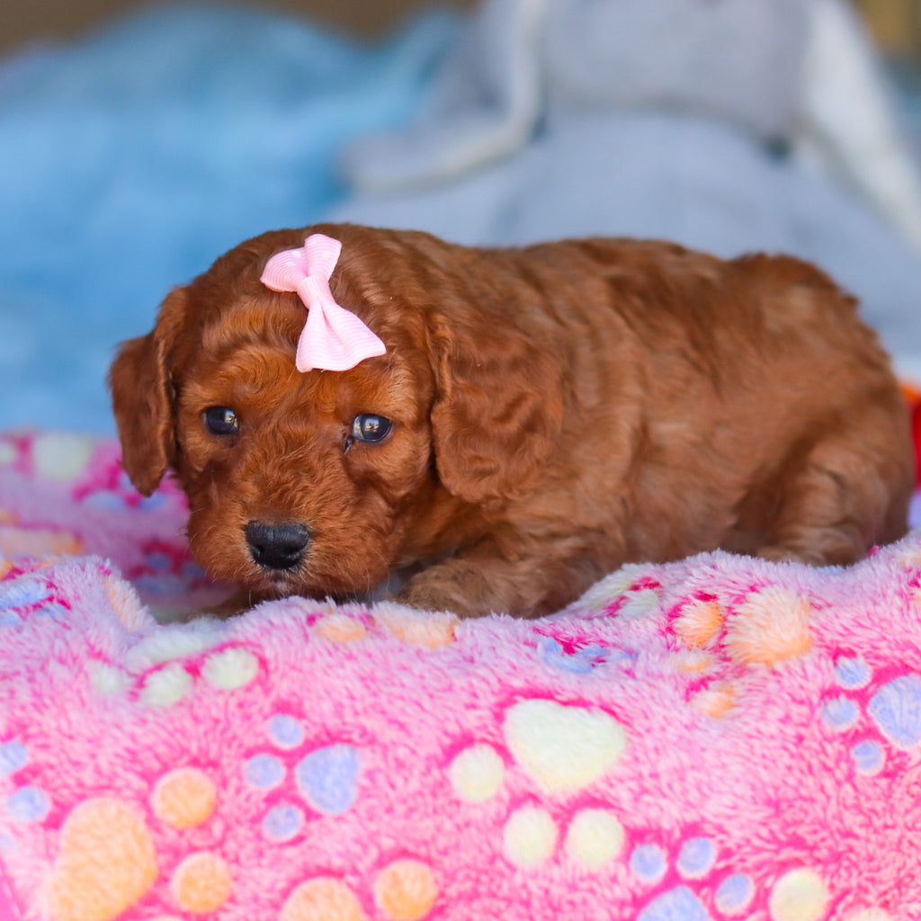 Patty - Available 4/16