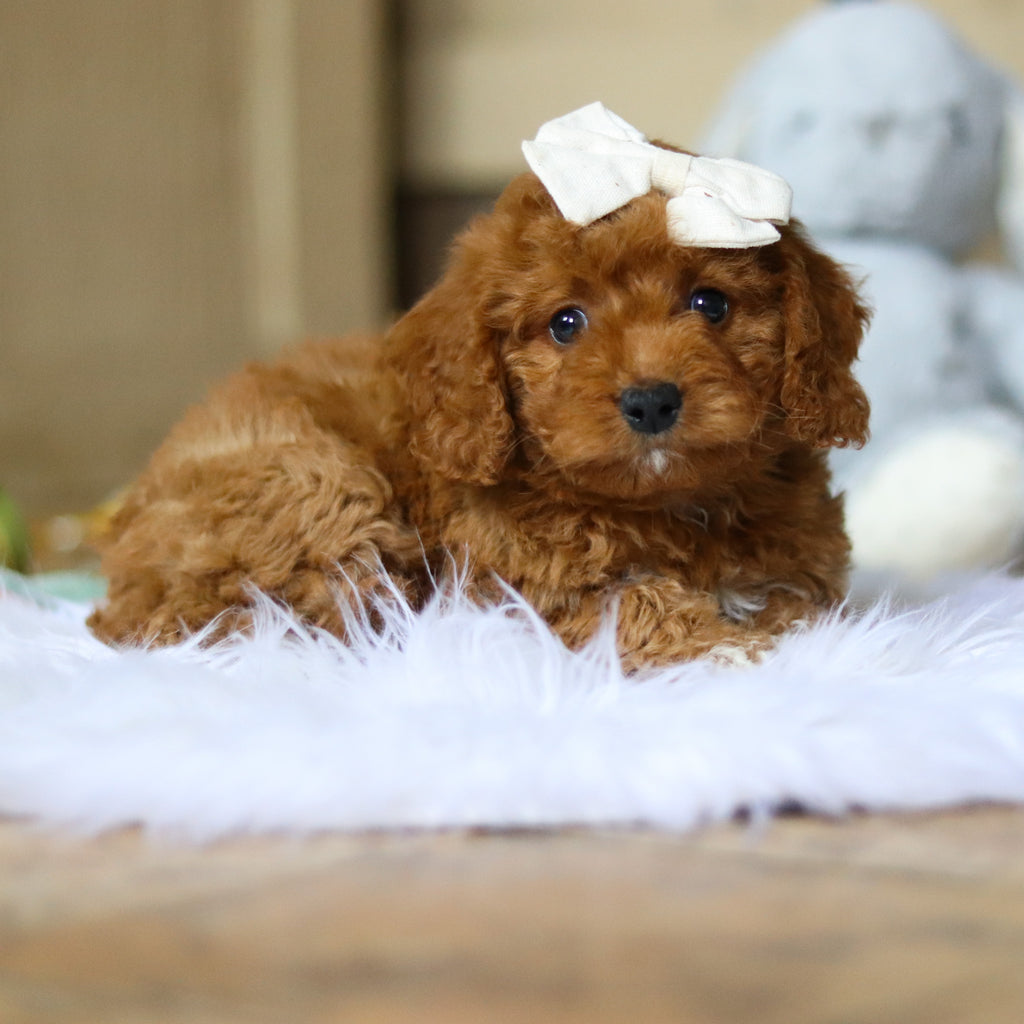 Patty - Available 4/16