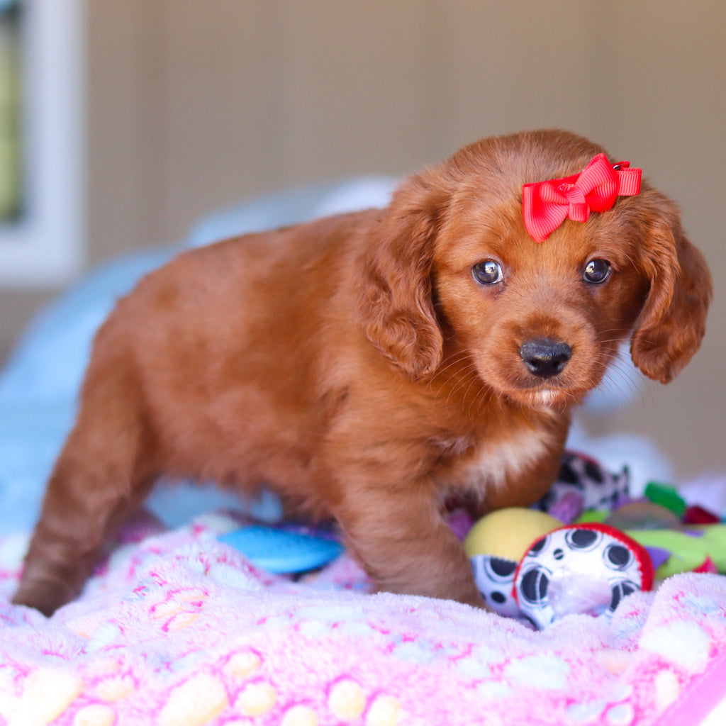 Kamila - Available Now