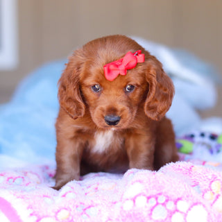 Kamila - Available Now