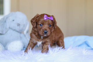 Kamila - Available Now