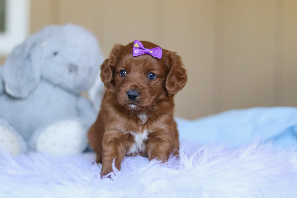 Kamila - Available Now