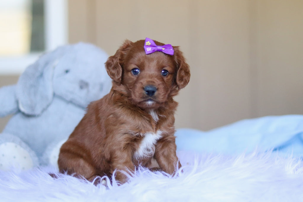 Kamila - Available Now