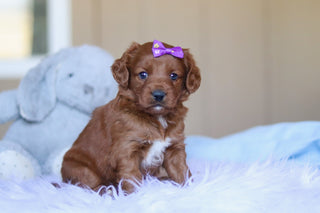 Kamila - Available Now