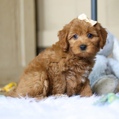 Prim - Available 4/16