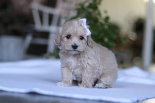 Giselle - Available 3/19