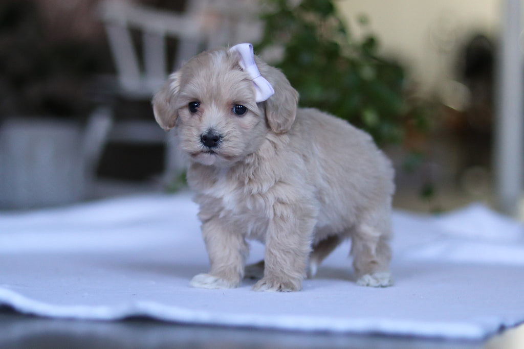 Giselle - Available 3/19