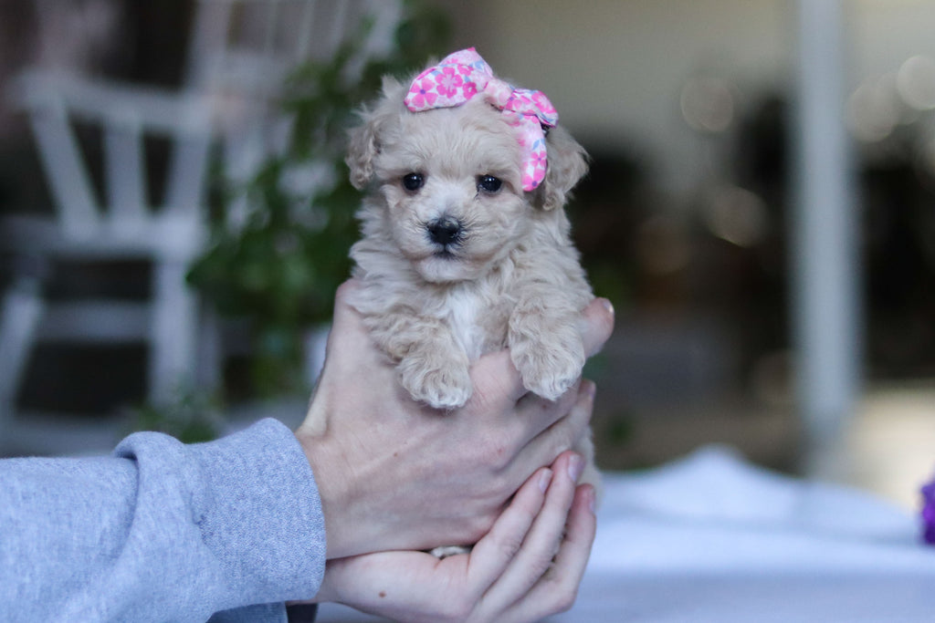 Gianna - Available 3/19