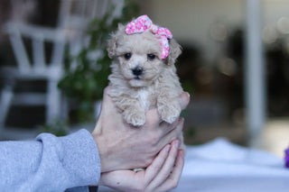 Gianna - Available 3/19