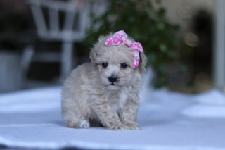 Gianna - Available 3/19