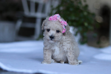 Gianna - Available 3/19