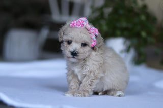 Gianna - Available 3/19