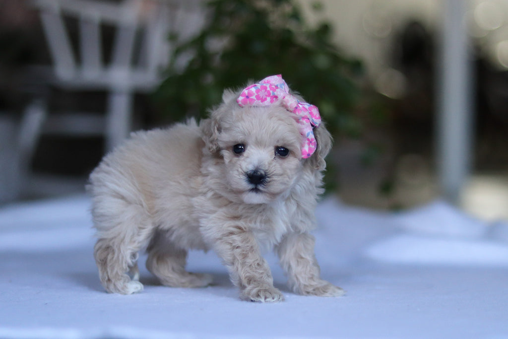 Gianna - Available 3/19