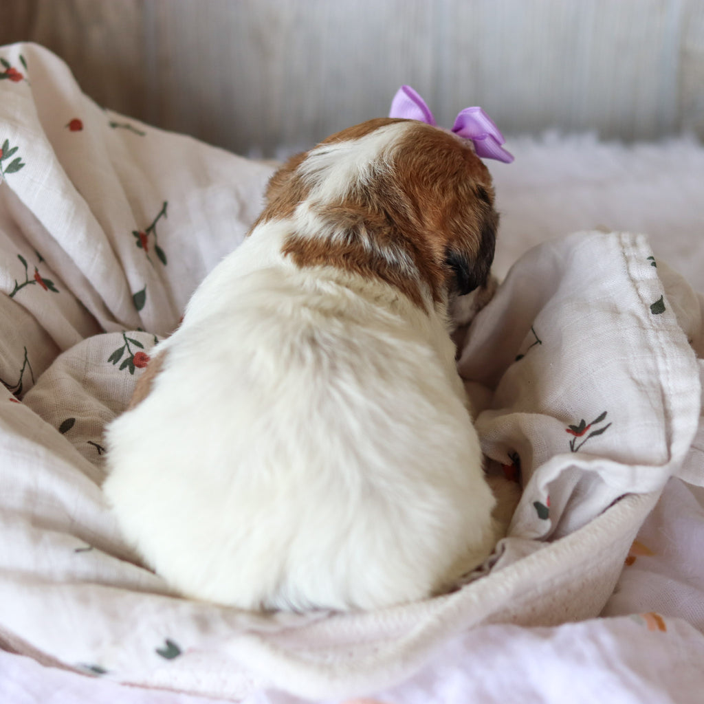 Addie - Available 6/5