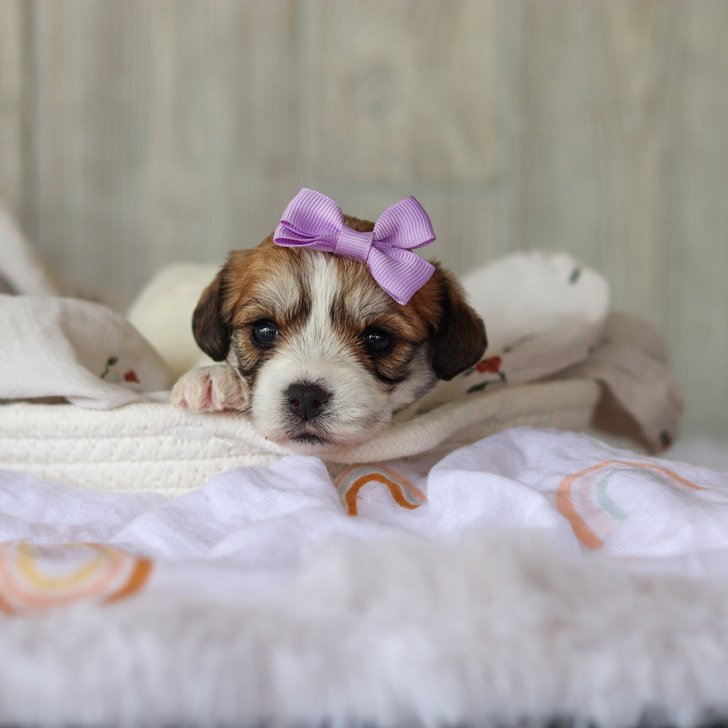Addie - Available 6/5