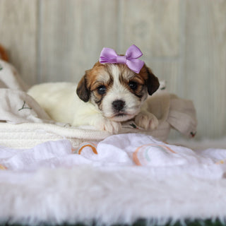 Addie - Available 6/5