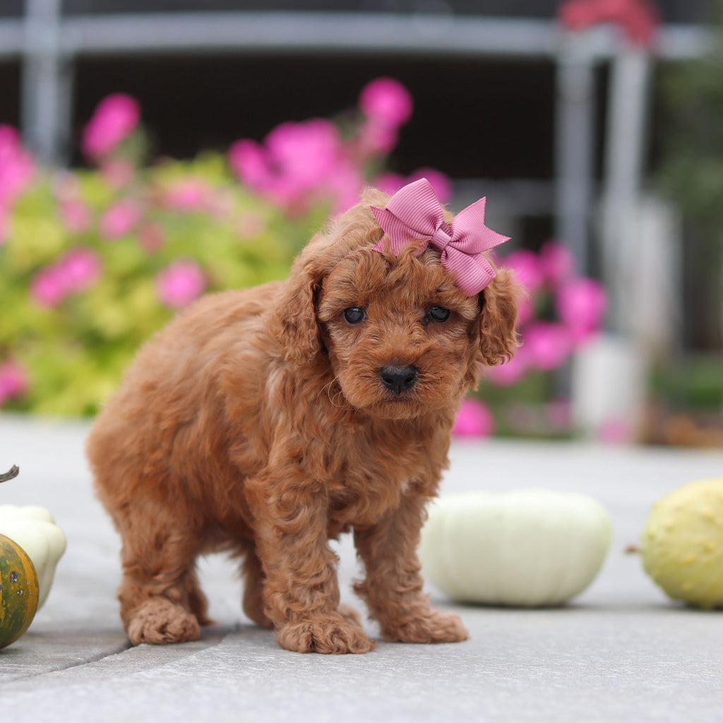 Mitzi - Available 10/22