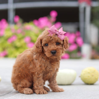 Mitzi - Available 10/22
